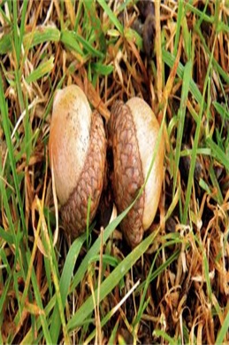 仙剑奇侠传3游戏-重温仙剑3之前