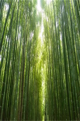 中国僵尸日本僵尸电影在线观看完整版-僵尸电影篇名版本怎么认